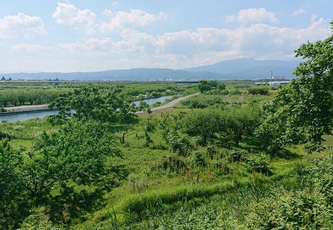 夏草が生い茂る