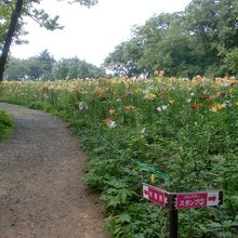 ところざわのゆり園