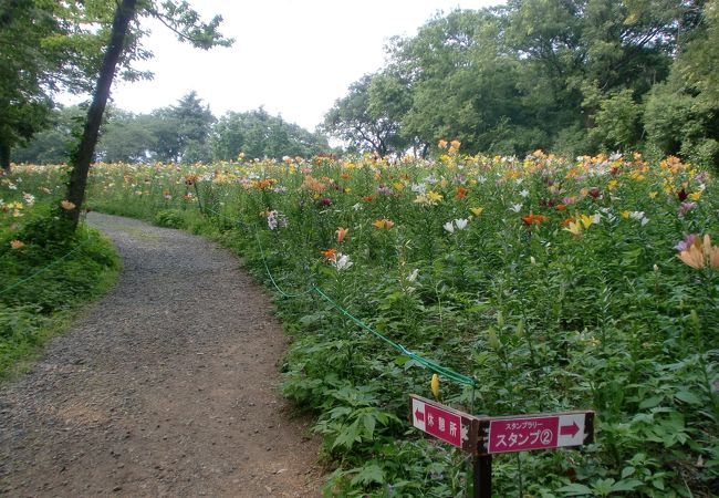ところざわのゆり園 クチコミ アクセス 営業時間 所沢 フォートラベル