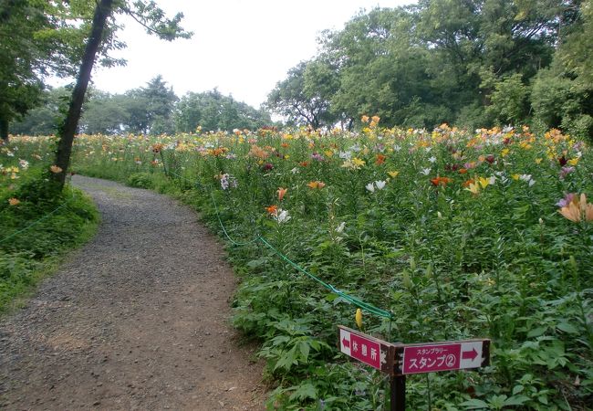 ところざわのゆり園