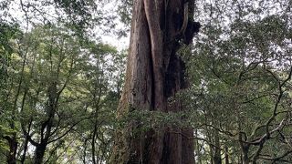 沢山の巨木に会える場所