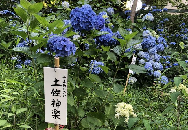 高幡不動尊あじさいまつり クチコミ アクセス 営業時間 日野 昭島 フォートラベル 高幡不動尊あじさいまつり クチコミ アクセス 営業時間 日野 昭島 フォートラベル