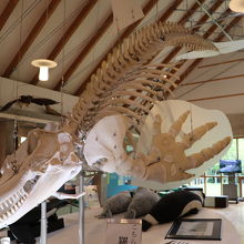 シャチの骨格標本 By Nana 知床国立公園羅臼ビジターセンターのクチコミ フォートラベル
