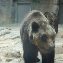 迫力のヒグマさん。