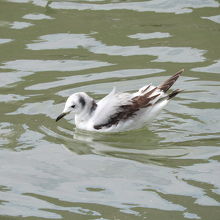 ミツユビカモメ若鳥
