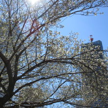 桜も咲いて