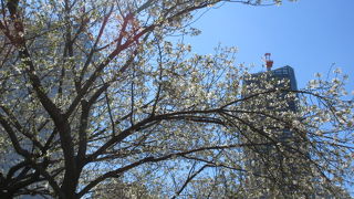 桜の季節