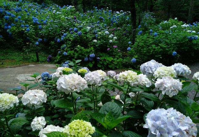 三千院 紫陽花苑 クチコミ アクセス 営業時間 八瀬 大原 貴船 鞍馬 フォートラベル