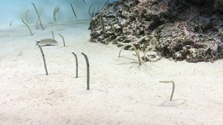 大人も楽しめる