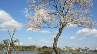 桜の時期