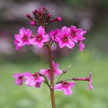 綺麗な赤です。