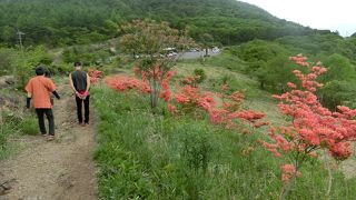 東京の小学生が登っていた