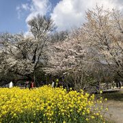 菜の花も