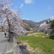 桜が川の上に咲いています。