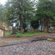 境内にある保存樹林のスギです