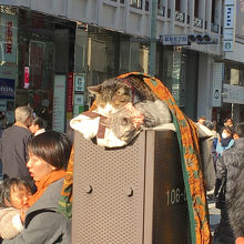 配電ボックスの上の猫