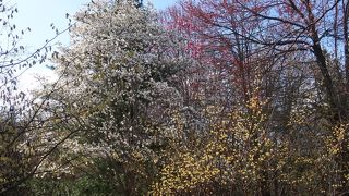 未だ花は少ない時期でした。。