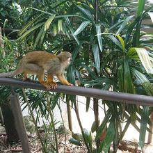 フンを落としたにくいヤツ