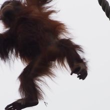 オランウータンの綱渡り By Shentai 旭川市旭山動物園 オラウータン舎のクチコミ フォートラベル