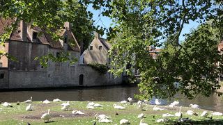 白鳥が守られています
