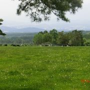 まきば公園は県営八ヶ岳牧場にあり、 羊や山羊に触って遊べる。