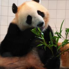 パンダラブでの撮影