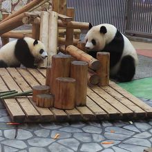 朝一番のあわてて撮った写真