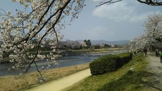 鴨川を散歩しながら桜（花見）