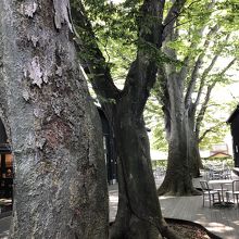 樹齢150年以上の大木が並んでいます