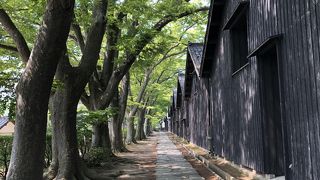 欅並木と山居倉庫が並ぶ景観は最高でした!!