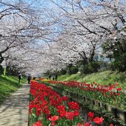 桜とチューリップの競演