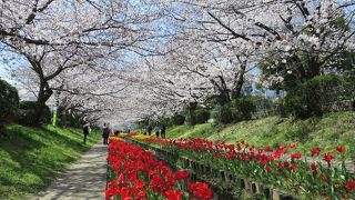 桜とチューリップの競演