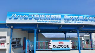 アザラシが人気者