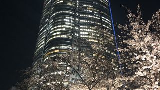 とても綺麗な桜 