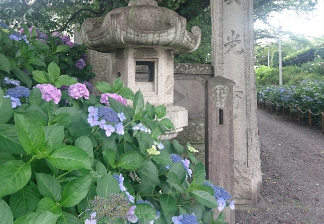 渋川のあじさい寺