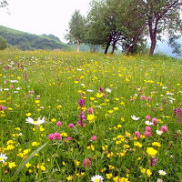 駐車場近くのお花畑。野生ではなさそう。