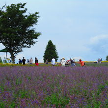 日帰り癒し旅 In メナード青山リゾート カモミールフェスタ 伊賀 上野 三重県 の旅行記 ブログ By りんごさん フォートラベル 日帰り癒し旅 In メナード青山リゾート カモミールフェスタ 伊賀 上野 三重県 の旅行記 ブログ By りんごさん フォートラベル