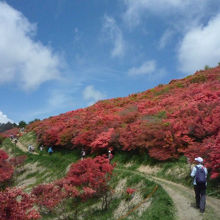 ツツジの山道を歩く