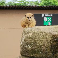 ちょこんと可愛いです