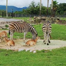 草食動物エリア