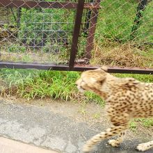 肉食動物エリア、ケニア号からの写真