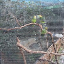 九龍公園百鳥苑