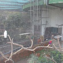 九龍公園百鳥苑