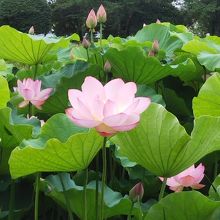 三ツ又ふれあい公園