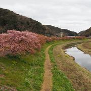 川面に映る「河津桜」