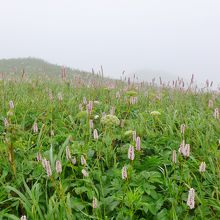 展望台への途中に咲いていた花