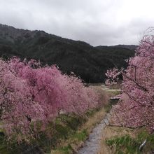 神社近くの川沿いの桜が満開