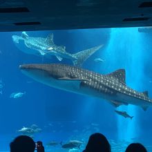 ジンベイザメだぁ～