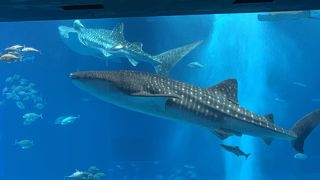 相変わらず混雑