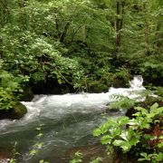 十和田湖から流れ出す奥入瀬川沿いの渓谷